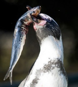 pinguinopesce